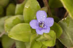 Blue waterhyssop